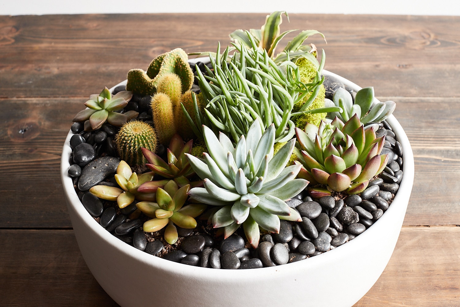 succulent arrangement