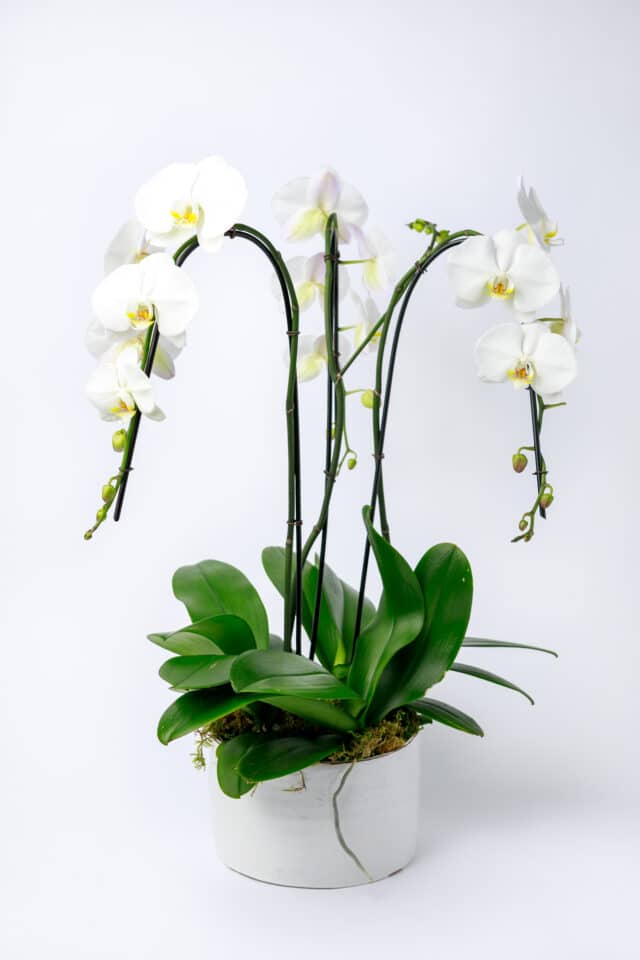 Orchid Planter
