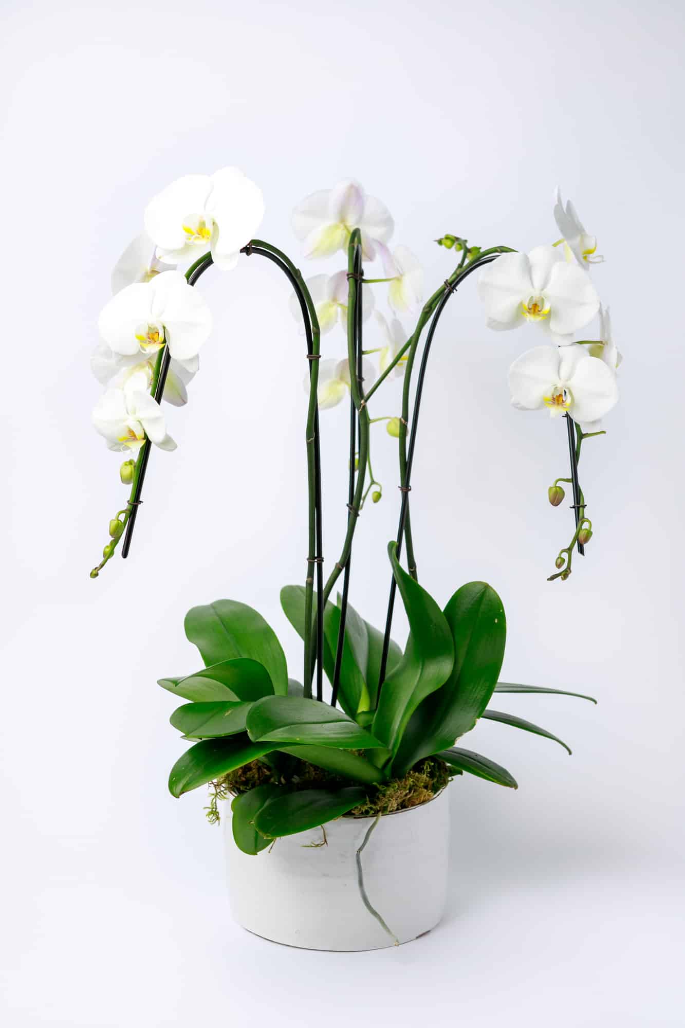 Orchid Planter - Mini, $55