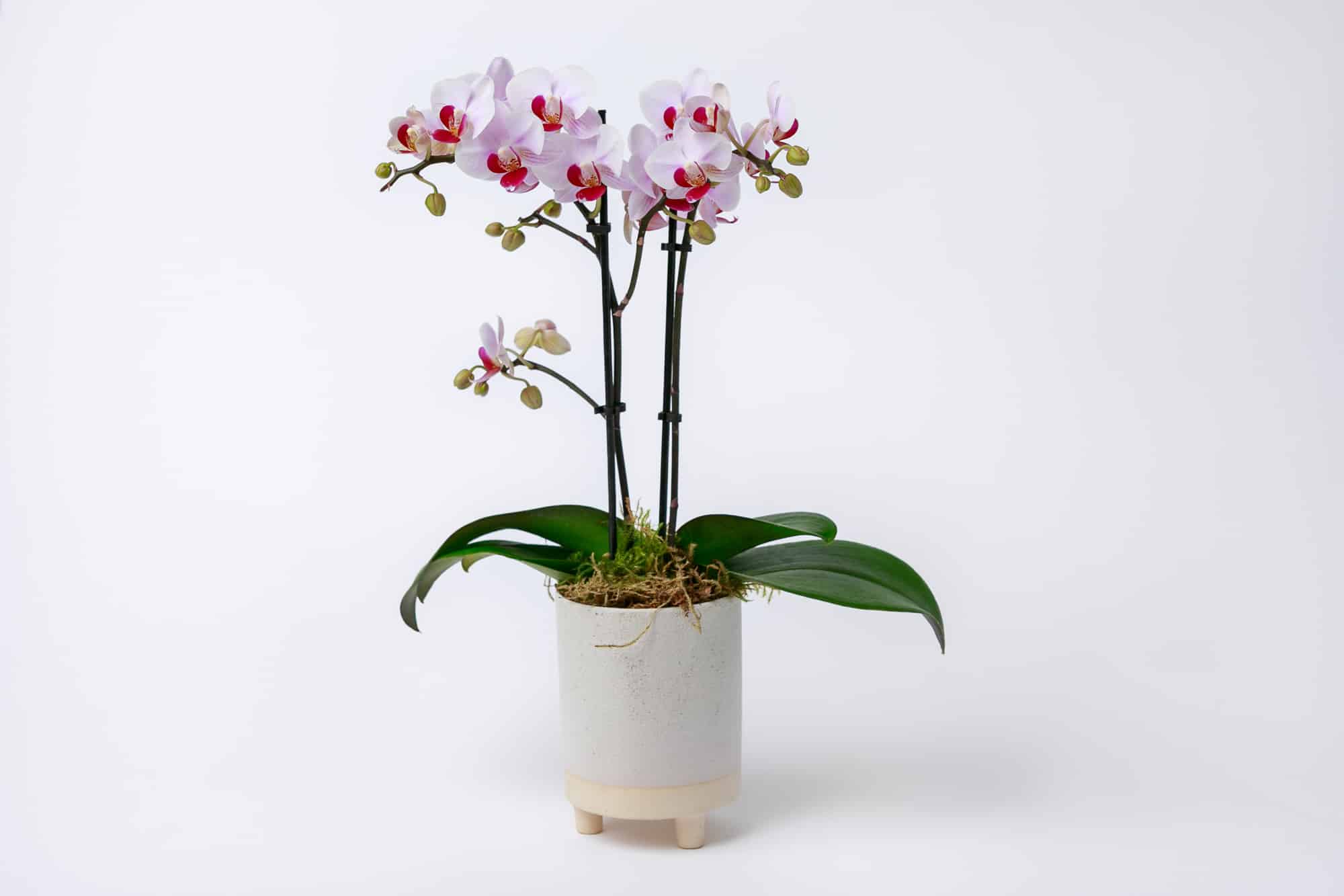 Mini Orchid in Pot