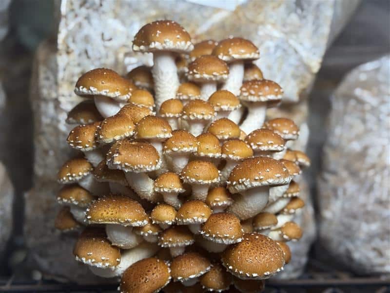 Kjelsrud Mushrooms