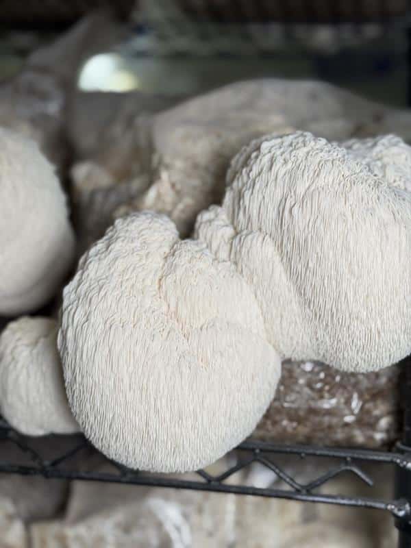Kjelsrud Mushrooms