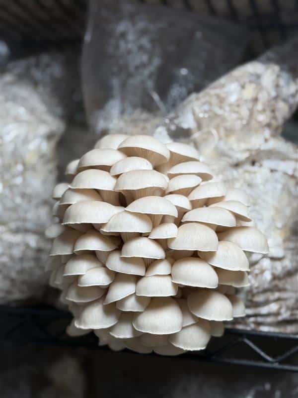 Kjelsrud Mushrooms