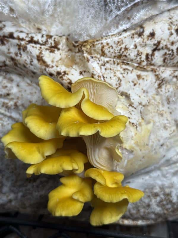Kjelsrud Mushrooms
