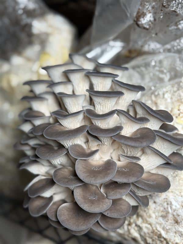 Kjelsrud Mushrooms
