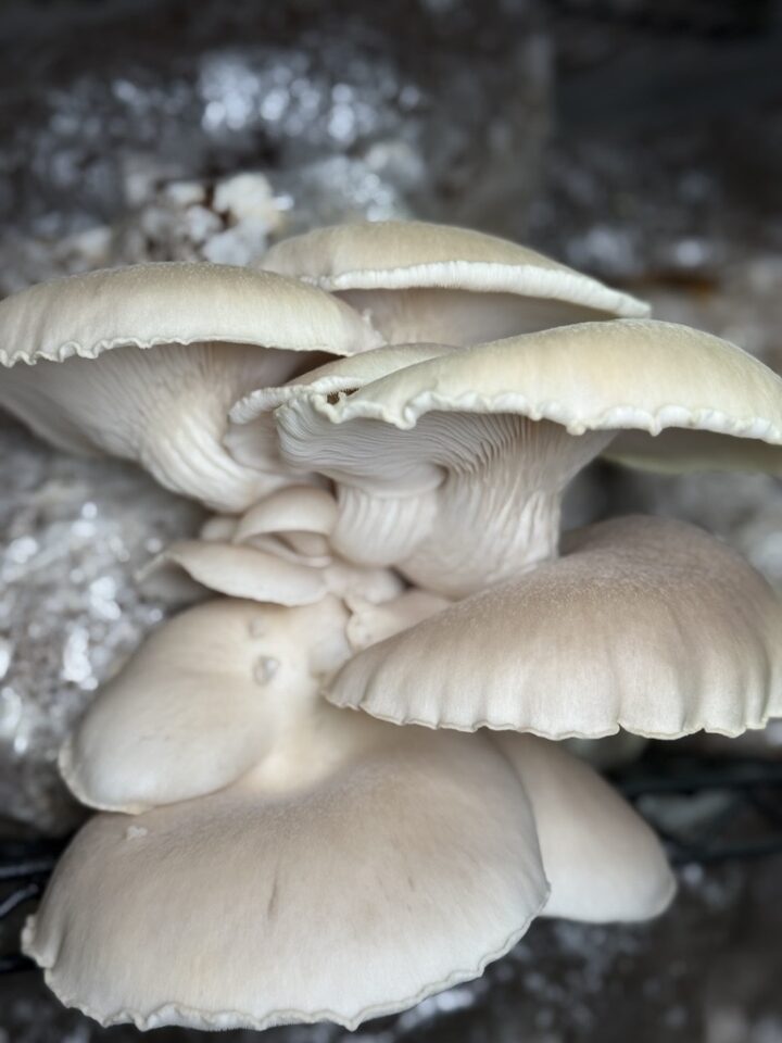 Italian Oyster Mushrooms