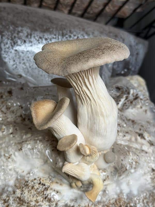 Kjelsrud Mushrooms