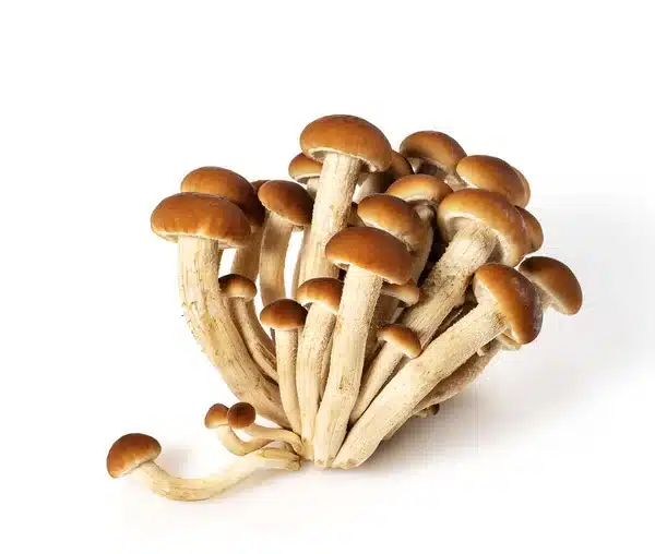 Kjelsrud Mushrooms