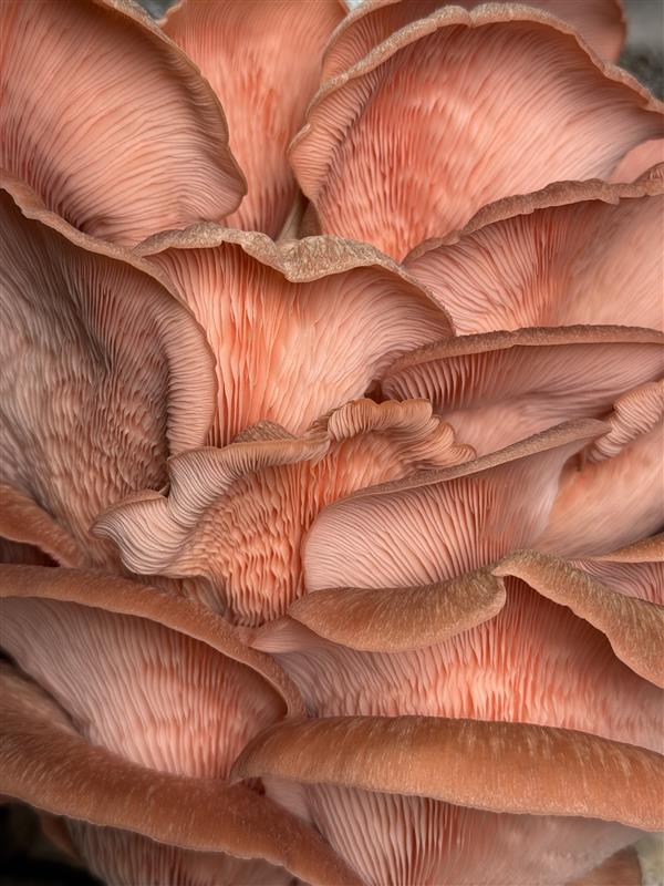 Kjelsrud Mushrooms