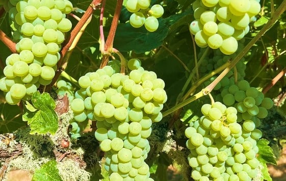 Organic specialty grapes at Zupan's Markets, Portland