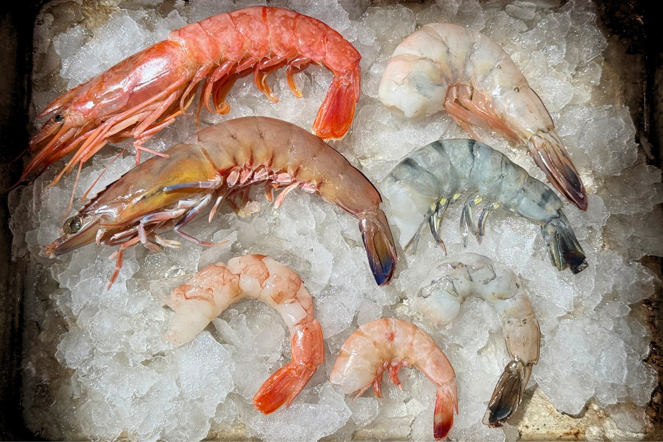 frozen raw shrimp on ice